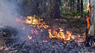 俄生态学家：须研究加拿大火灾情况，避免在俄罗斯发生类似火灾