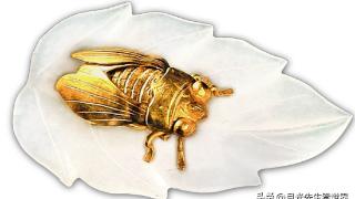 54年苏州挖出一古墓，女尸身上有一只发光“金蝉”，今价值9个亿