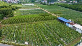 江西安源：蔬果丰收采摘忙 乡村振兴产业旺