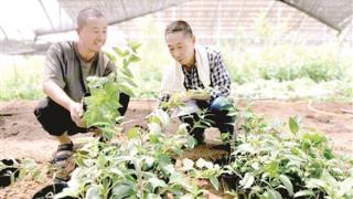 科技“特派员”带领更多农户种好“样板田”