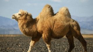 几乎每种动物都有天敌，为何骆驼好像没有？食肉动物真不吃它吗？