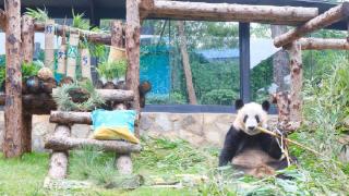 大熊猫“丫丫”今天生日动物园精心准备 网友：长公主的排面