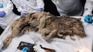 冻土层发现44000年前木乃伊狼，胃中仍有猎物，可能携带古代细菌