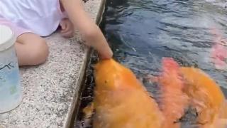 5岁女孩池边喂50斤胖锦鲤，网友：原来鱼也可以“撸”