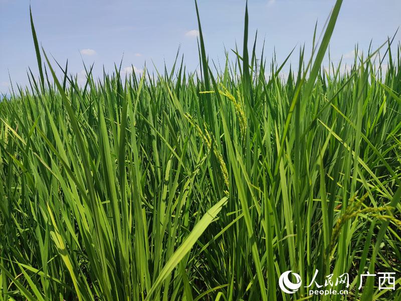 平南县水稻产业示范区万亩水稻抽穗扬花 丰收在望