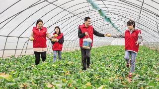 5月30日，庆城县驿马镇党员志愿者走进该镇米家川甜瓜种植基地，帮助群众销售甜瓜。