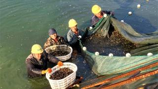 山东乐陵：废旧池塘养泥鳅 拓宽乡村振兴路