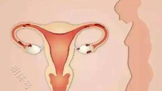 哪些食物会滋养卵巢？