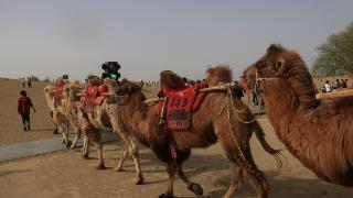 人流、车流、驼队流……听“骆驼红绿灯”指挥！