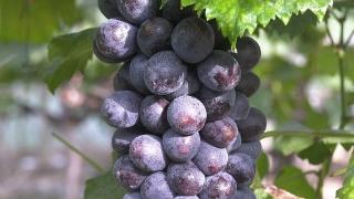 广西兴安：葡萄陆续成熟上市
