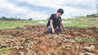 彩色土豆成通海农民种植新宠