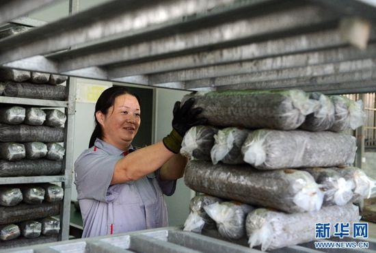 河南鲁山：小香菇带动大产业