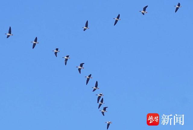 南京阅江楼上空飞过一群群豆雁，市民驻足观看