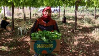 叙利亚：采摘葡萄叶