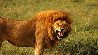 世界上咬合力最强的6种动物，狮子无奈垫底，第一竟是它
