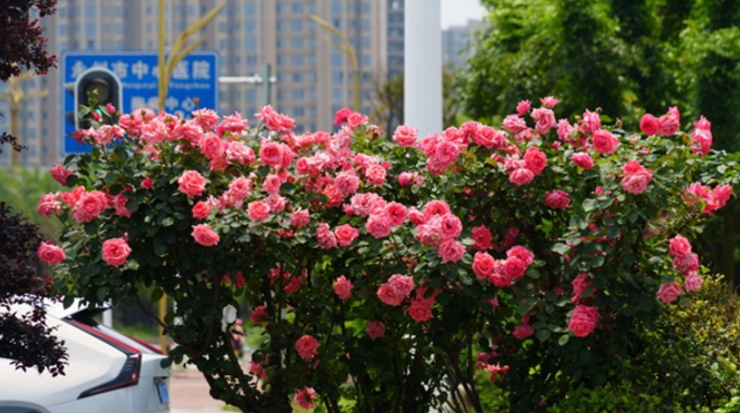 永州市中心城区树状月季迎来“爆花期”娇艳花朵绚丽多彩