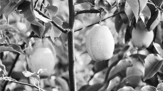 酥梨花芽分化期至果实膨大期用药推荐