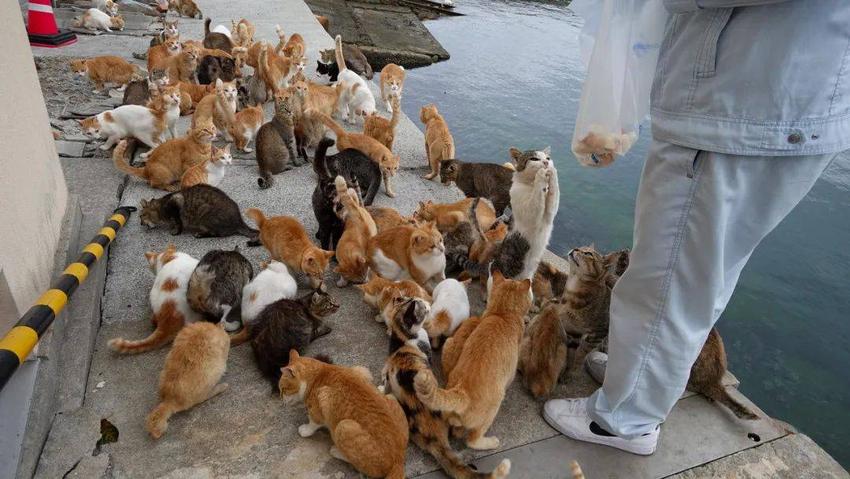 一个“老外”，在上海养150只流浪猫