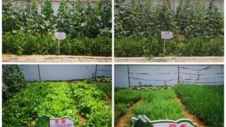邢台市临城县古鲁营小学开展跨学科植物种植课程实践活动