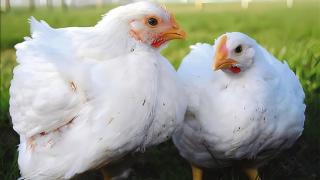 肉食鸡大肠杆菌病的防治