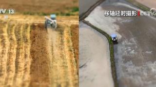 “三夏”时节“稻麦同框”景色别样 在希望的田野描绘丰收画卷