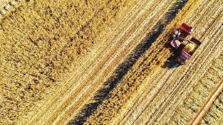 山西省秋收接近尾声 小麦播种面积754.5万亩