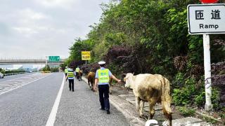 高速公路上“任性的牛”被“护送”至安龙服务区