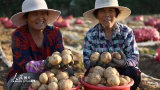 山东郯城：“订单土豆”助农增收