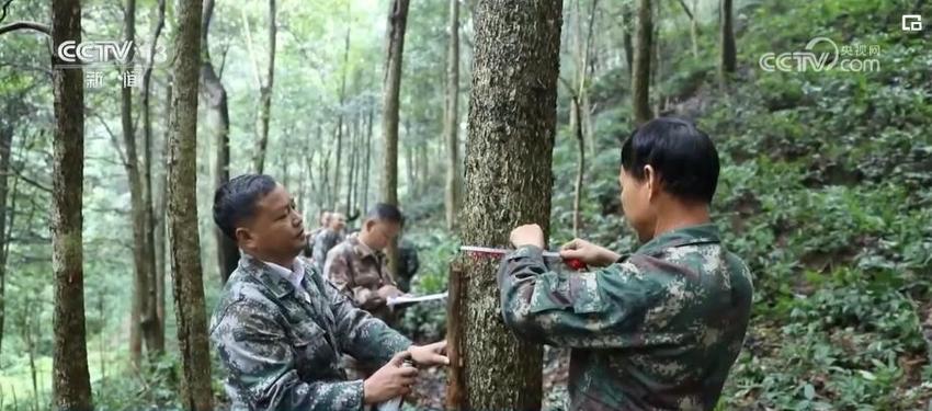 逐“绿”前行 向“美”出发 持之以恒开展森林可持续经营