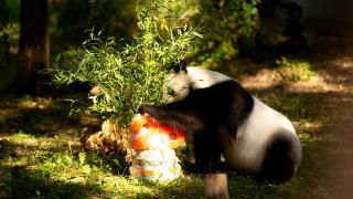 大熊猫“添添”在美国迎来26岁生日，将于今年年底按期回国