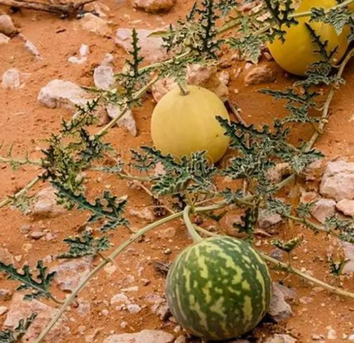 为什么在沙漠里遇到“西瓜”,再渴也无人敢吃？吃了后果很可怕吗