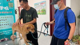 福州流浪犬有了新归宿 领养指南来了