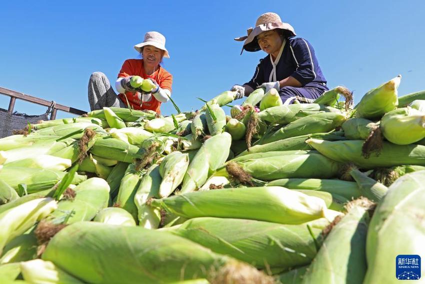 河北万全：鲜食玉米成熟上市