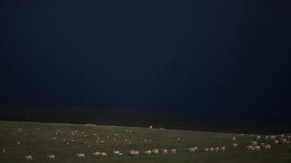 可可西里管理处对藏羚羊进行巡护