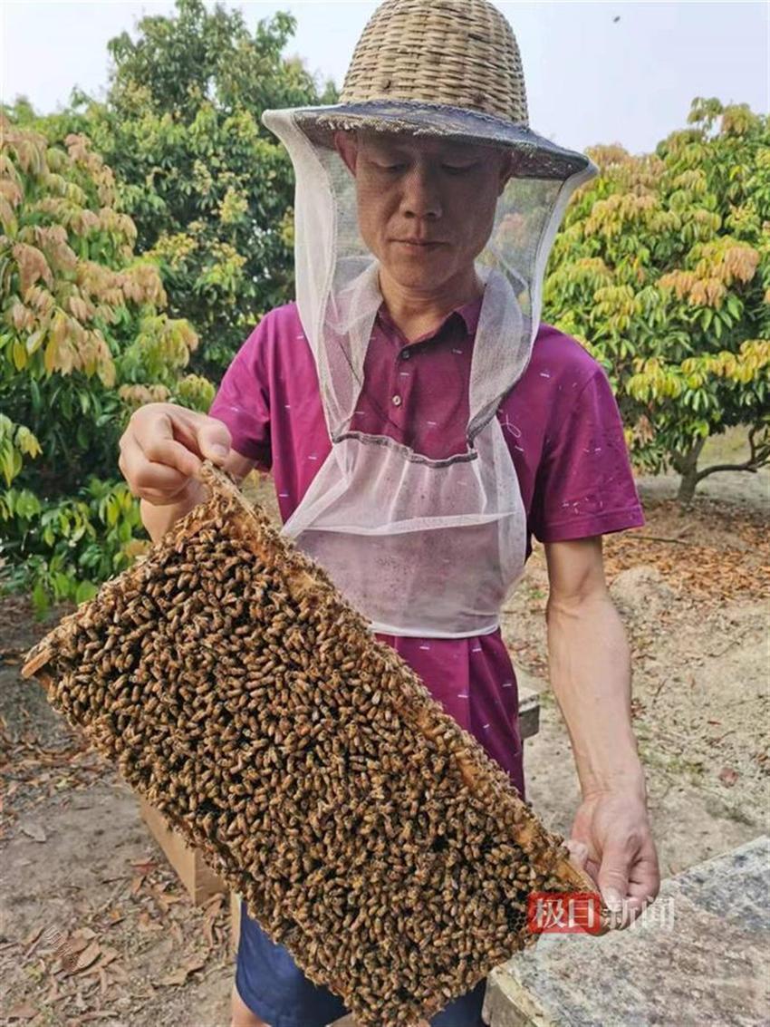 湖北阳新养蜂人张高明：甜蜜事业做得“蜂”生水起
