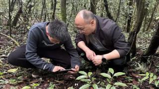 贵州六盘水市发现百余株国家近危级珍稀植物水晶兰