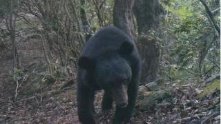 黄山休宁县发现国家二级保护野生动物亚洲黑熊