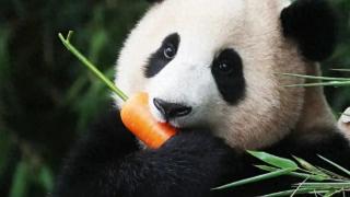 4名老年游客向大熊猫室外活动场内吐口水被禁入！场地已消毒