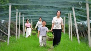 安徽肥西：生态葡萄助力乡村振兴