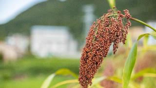 香味层层渲染，时光精雕细琢——独特工艺塑造国台之香