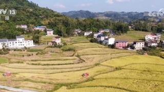 重庆水稻收割超九成 金秋时节描绘丰收美景