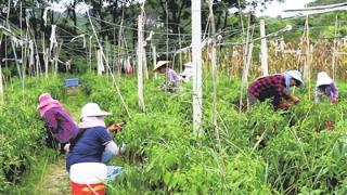 辣椒红   冬瓜壮   蔬菜基地忙