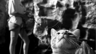 岩壁捡到的小猫成攀岩圈“团宠”