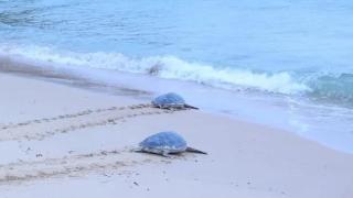广东惠州：海龟“回程”保护区