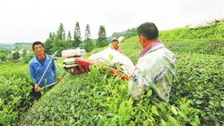 瓮安：夏茶机采忙