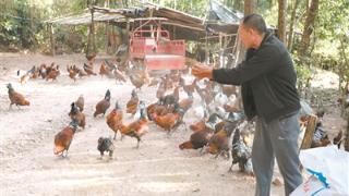 景东县：林下养鸡成为绿色富民产业
