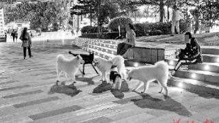 《福州市城市养犬管理条例》获通过