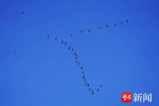 南京阅江楼上空飞过一群群豆雁，市民驻足观看