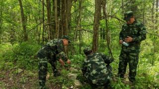 东北虎“完达山一号”又出现了，比之前壮硕不少