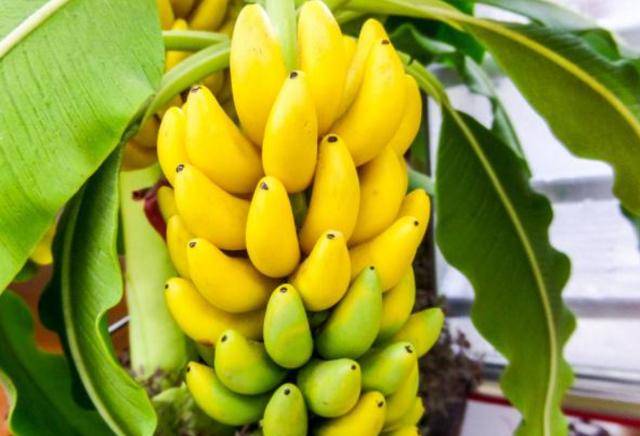 香蕉中的果糖和葡萄糖可以提供能量，有助于缓解疲劳和恢复体力